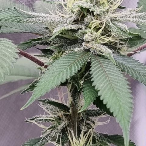 Maria Julia growlog timeline photo