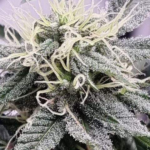 Maria Julia growlog timeline photo