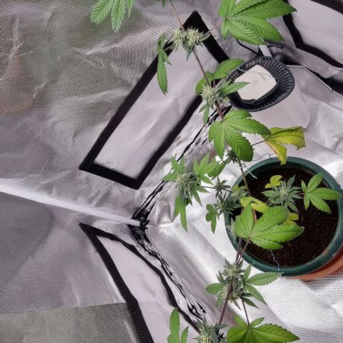 Maria Julia growlog timeline photo