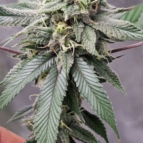 Maria Julia growlog timeline photo