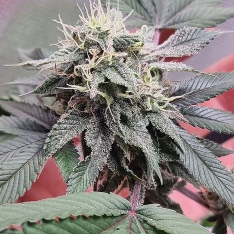 Maria Julia growlog timeline photo