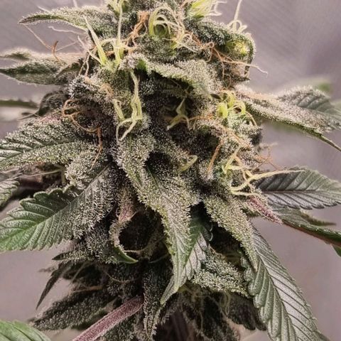 Maria Julia growlog timeline photo