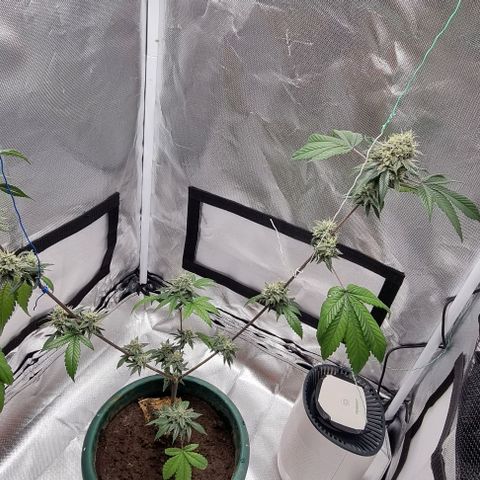 Maria Julia growlog timeline photo