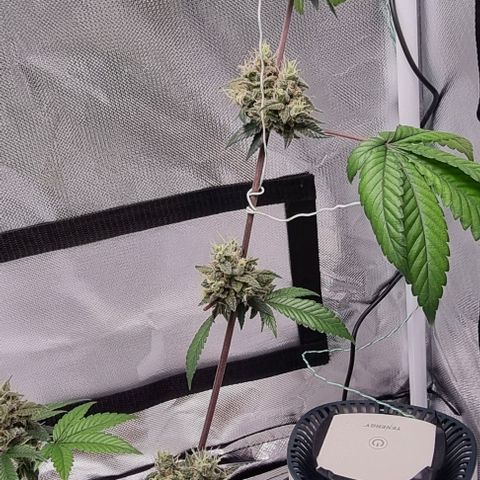 Maria Julia growlog timeline photo