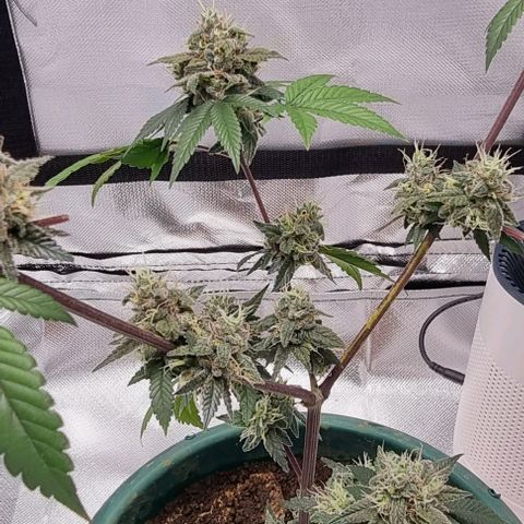 Maria Julia growlog timeline photo