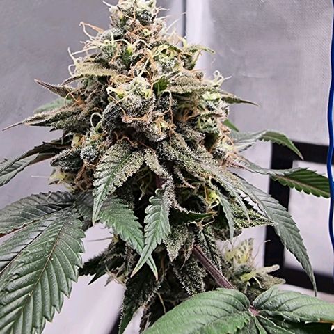 Maria Julia growlog timeline photo