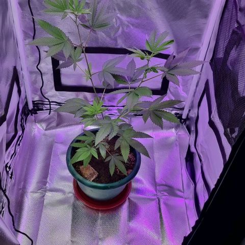Maria Julia growlog timeline photo
