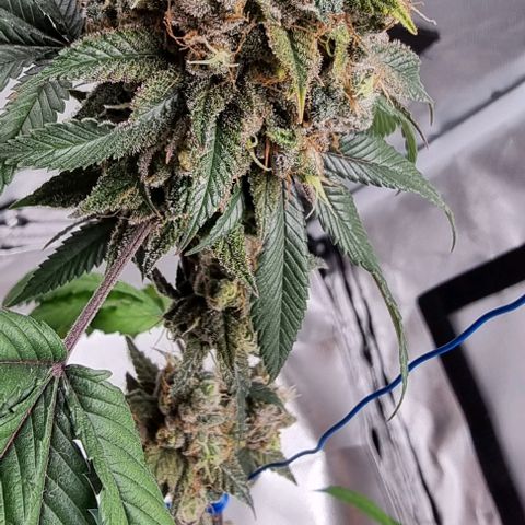 Maria Julia growlog timeline photo