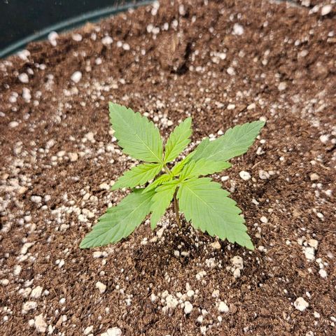 Pineapple Larry OG growlog timeline photo