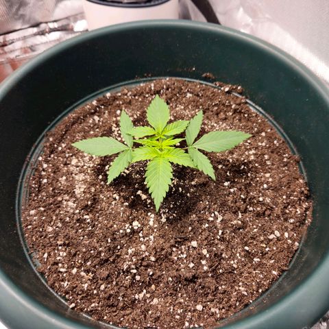 Pineapple Larry OG growlog timeline photo