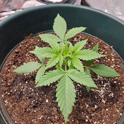 Pineapple Larry OG growlog timeline photo