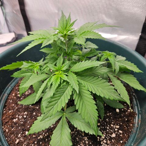 Pineapple Larry OG growlog timeline photo