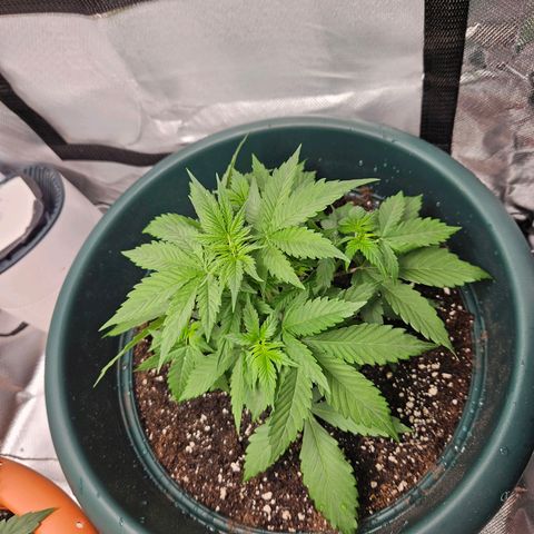 Pineapple Larry OG growlog timeline photo