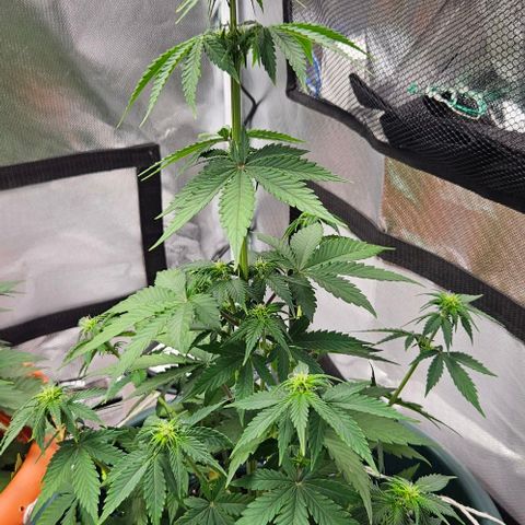 Pineapple Larry OG growlog timeline photo