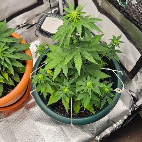 Pineapple Larry OG growlog timeline photo