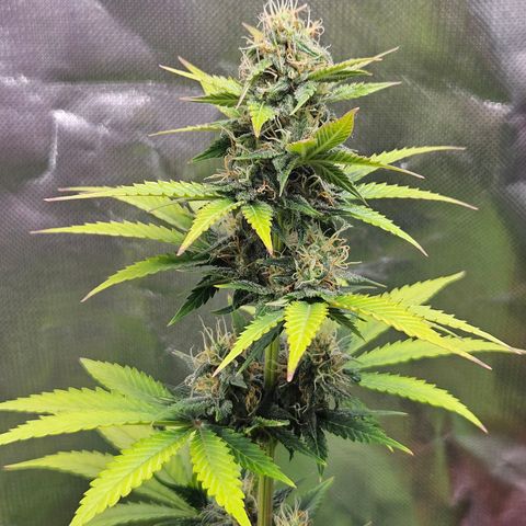 Pineapple Larry OG growlog timeline photo