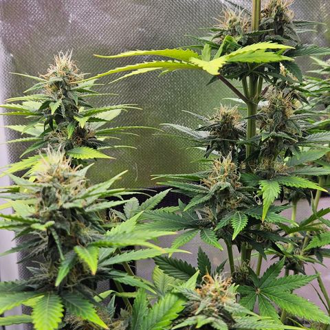 Pineapple Larry OG growlog timeline photo