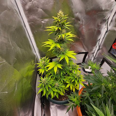 Pineapple Larry OG growlog timeline photo