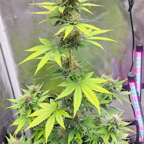 Pineapple Larry OG growlog photo: 😍