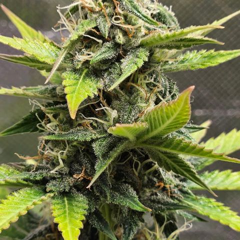 Pineapple Larry OG growlog timeline photo