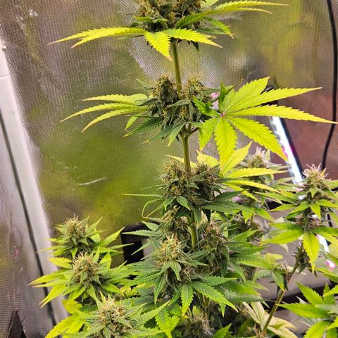 Pineapple Larry OG growlog timeline photo