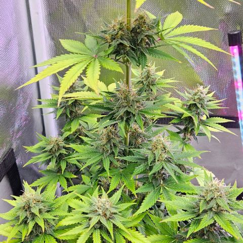 Pineapple Larry OG growlog timeline photo