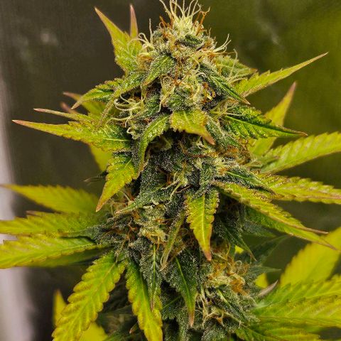 Pineapple Larry OG growlog timeline photo