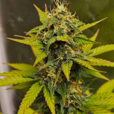 Pineapple Larry OG growlog timeline photo