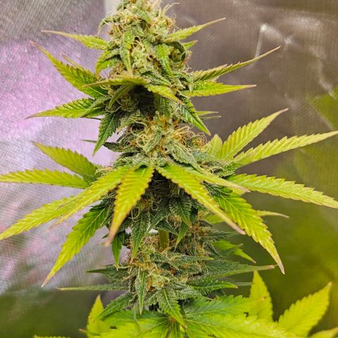 Pineapple Larry OG growlog timeline photo
