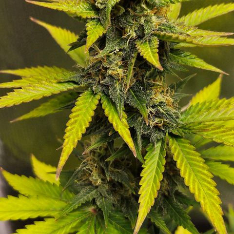 Pineapple Larry OG growlog timeline photo