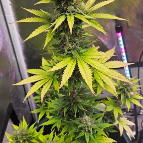 Pineapple Larry OG growlog timeline photo