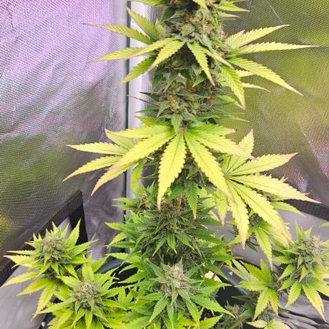 Pineapple Larry OG growlog timeline photo