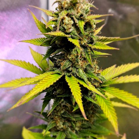 Pineapple Larry OG growlog timeline photo