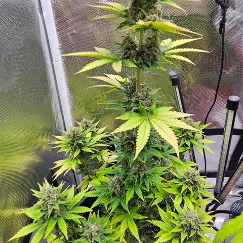 Pineapple Larry OG growlog timeline photo
