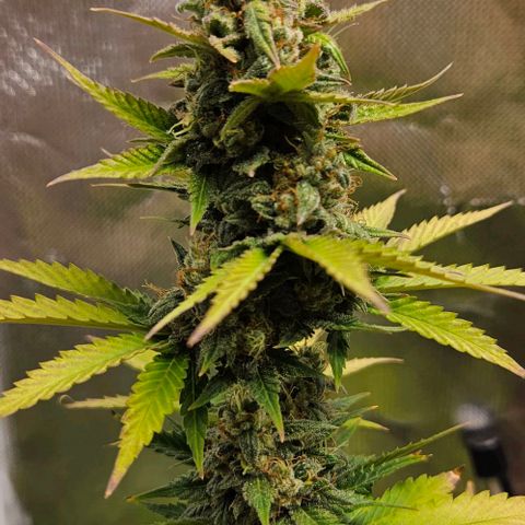 Pineapple Larry OG growlog timeline photo