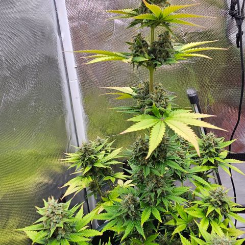 Pineapple Larry OG growlog timeline photo