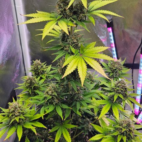 Pineapple Larry OG growlog timeline photo
