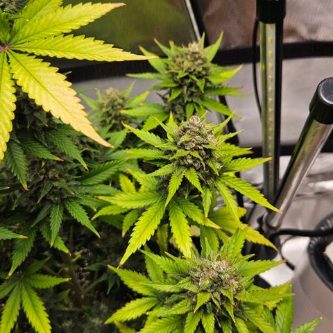 Pineapple Larry OG growlog timeline photo