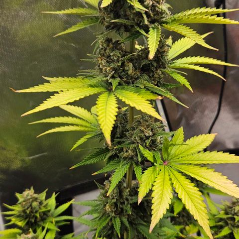 Pineapple Larry OG growlog timeline photo