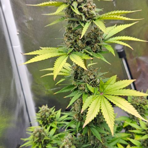 Pineapple Larry OG growlog timeline photo