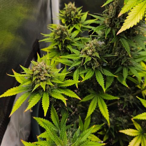 Pineapple Larry OG growlog timeline photo