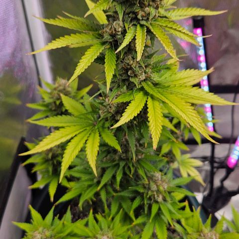 Pineapple Larry OG growlog timeline photo