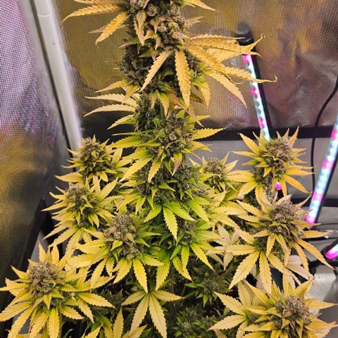 Pineapple Larry OG growlog timeline photo