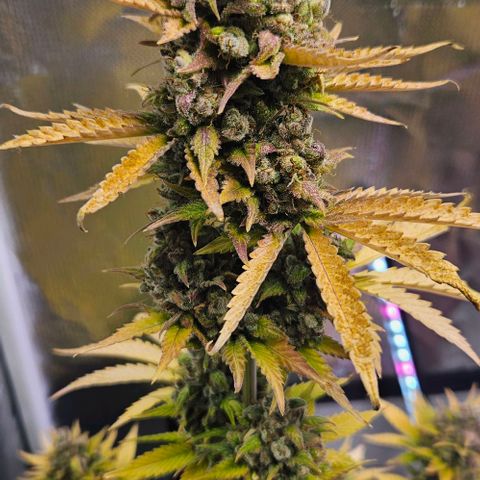 Pineapple Larry OG growlog timeline photo
