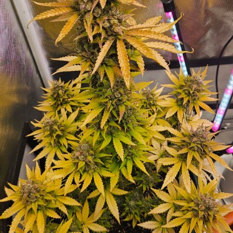 Pineapple Larry OG growlog timeline photo