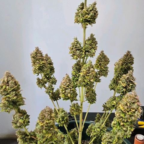 Pineapple Larry OG growlog timeline photo
