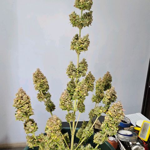 Pineapple Larry OG growlog timeline photo