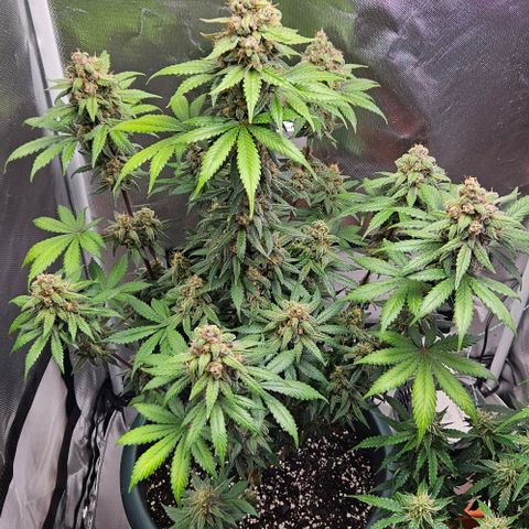 Squeche growlog timeline photo