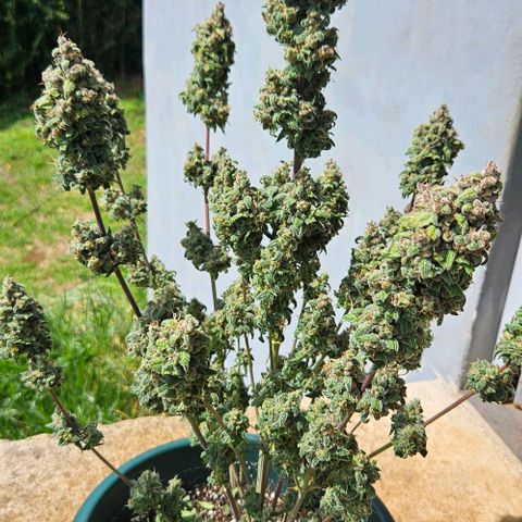 Squeche growlog timeline photo