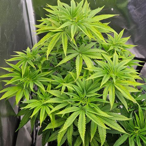 Choco Cream growlog timeline photo